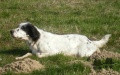 Setter Anglais BIBA DE BUZUNTZA Setter Anglais BIBA DE BUZUNTZA
